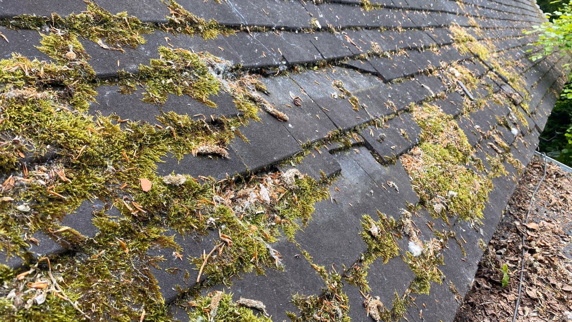 Rooftop surface covered in messy mossy residue