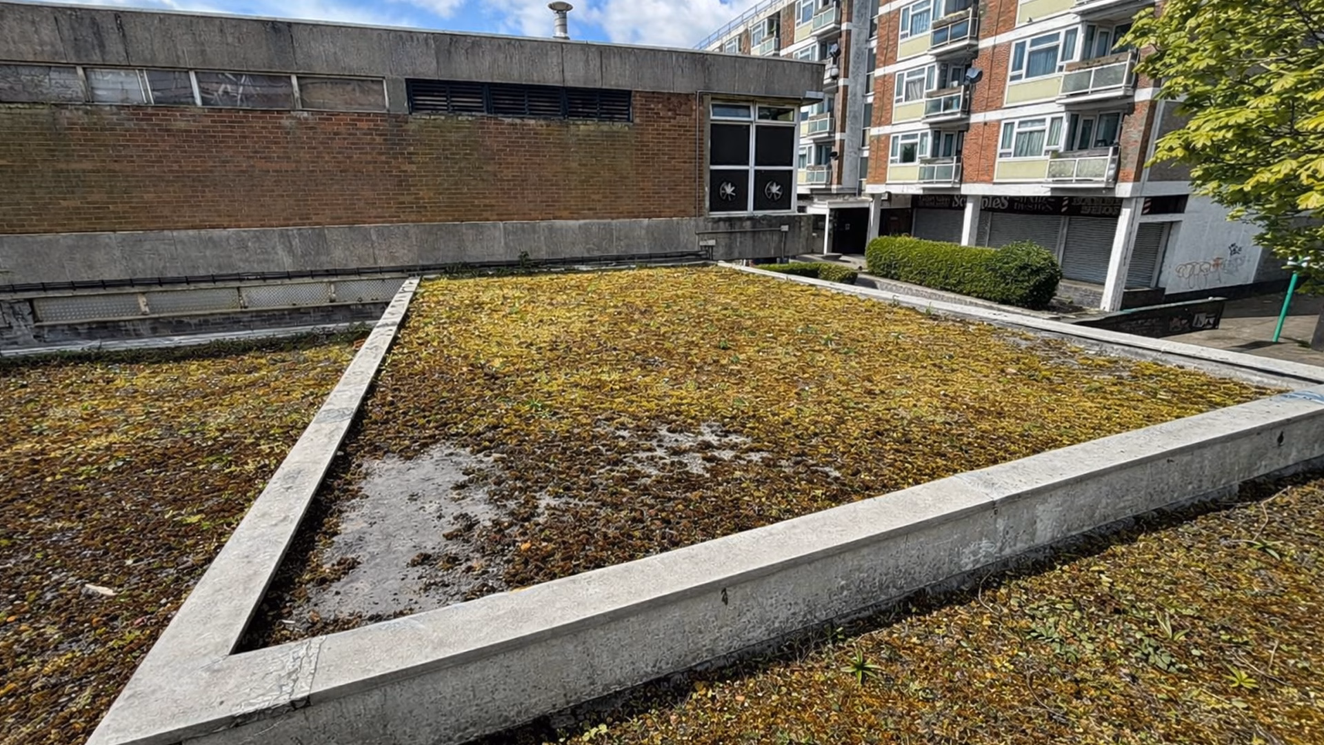 Eddisons square flatroof with mossy foliage buildup before refurbishment.
